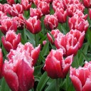 Tapety MMS Tulipany