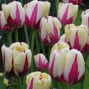 Tulipany - Tapeta MMS