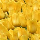 Tulipany - Tapeta MMS